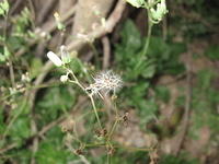 IMG 5462