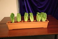 IMG 4184